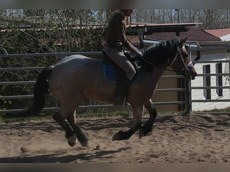 Autres chevaux de trait Jument 4 Ans 155 cm Gris (bai-dun) in Buttstädt