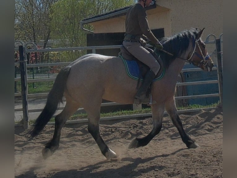 Autres chevaux de trait Jument 4 Ans 155 cm Gris (bai-dun) in Buttstädt