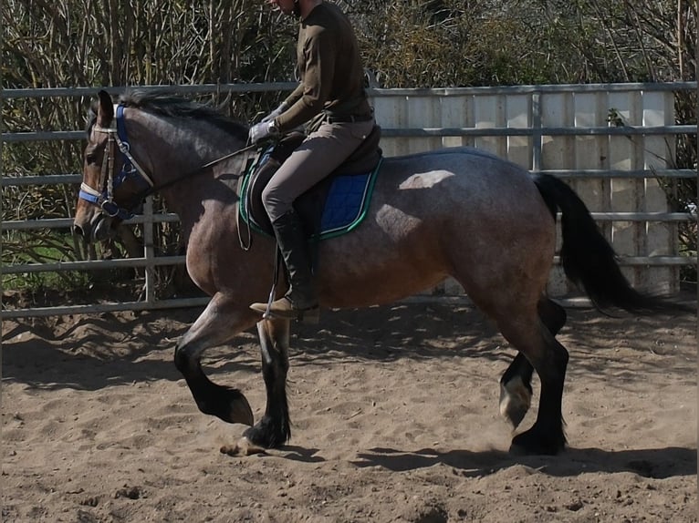 Autres chevaux de trait Jument 4 Ans 155 cm Gris (bai-dun) in Buttstädt