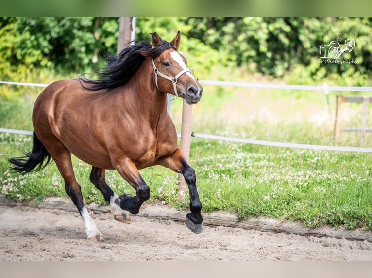 Autres chevaux de trait Croisé Jument 4 Ans 156 cm Bai in Herzberg am Harz