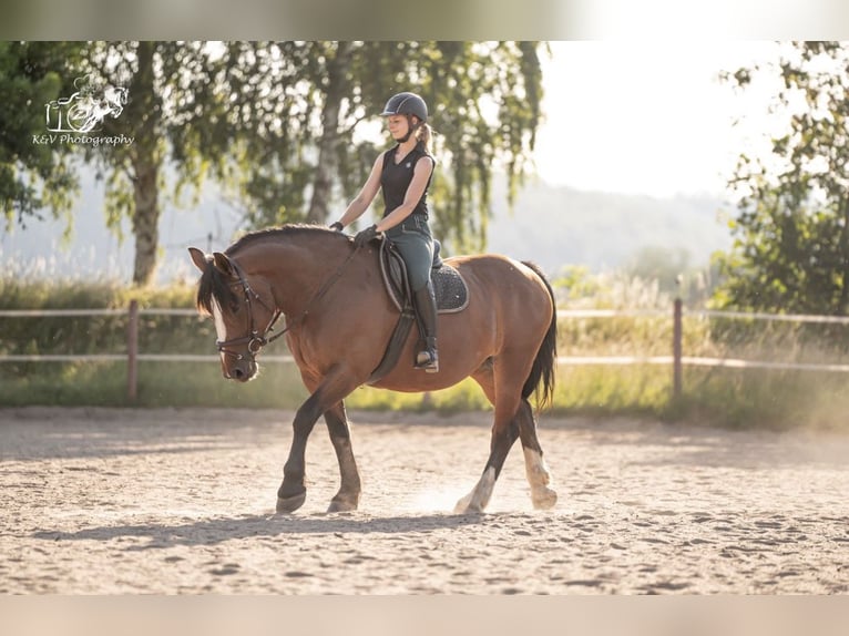 Autres chevaux de trait Croisé Jument 4 Ans 156 cm Bai in Herzberg am Harz