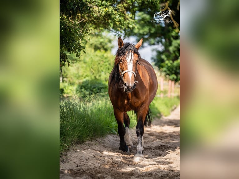 Autres chevaux de trait Croisé Jument 4 Ans 156 cm Bai in Herzberg am Harz