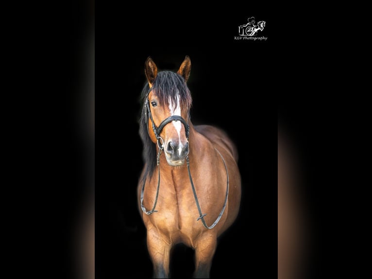 Autres chevaux de trait Croisé Jument 4 Ans 156 cm Bai in Herzberg am Harz