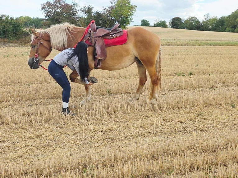 Autres chevaux de trait Jument 4 Ans 158 cm Alezan in Linkenbach