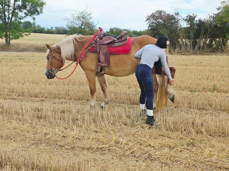 Autres chevaux de trait Jument 4 Ans 158 cm Alezan in Linkenbach