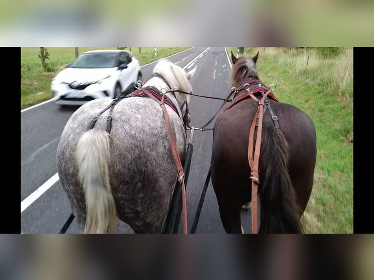 Autres chevaux de trait Jument 4 Ans 165 cm Gris pommelé in Kamenz