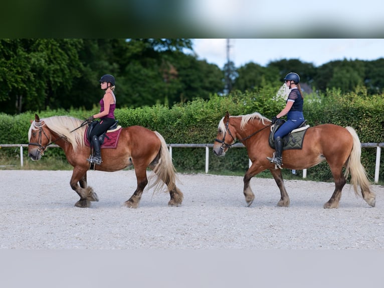 Autres chevaux de trait Jument 5 Ans 155 cm Alezan in Neustadt (Wied)