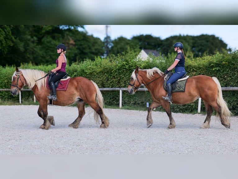 Autres chevaux de trait Jument 5 Ans 155 cm Alezan in Neustadt (Wied)