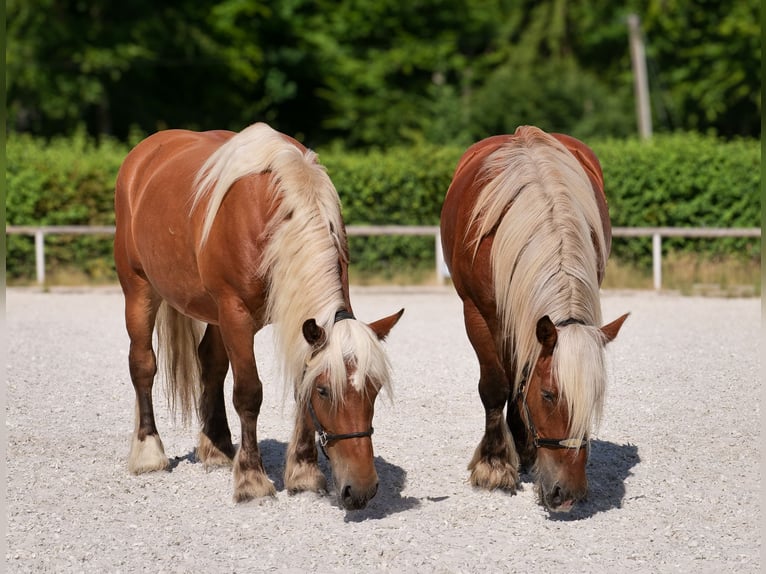 Autres chevaux de trait Jument 5 Ans 155 cm Alezan in Neustadt (Wied)