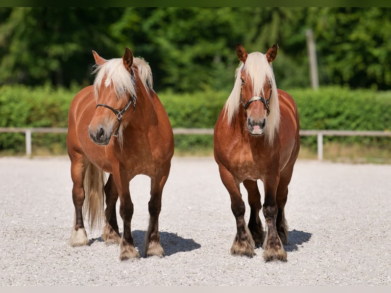Autres chevaux de trait Jument 5 Ans 155 cm Alezan in Neustadt (Wied)