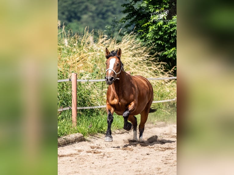 Autres chevaux de trait Croisé Jument 5 Ans 156 cm Bai in Herzberg am Harz