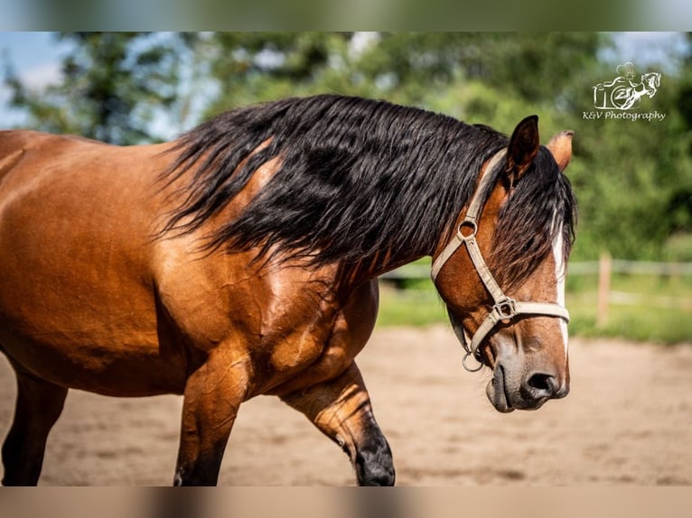 Autres chevaux de trait Croisé Jument 5 Ans 156 cm Bai in Herzberg am Harz