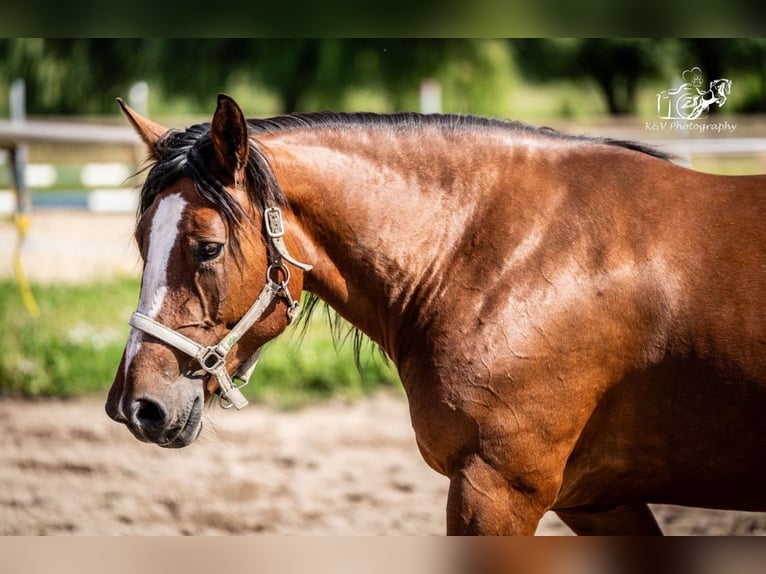 Autres chevaux de trait Croisé Jument 5 Ans 156 cm Bai in Herzberg am Harz