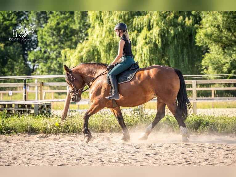 Autres chevaux de trait Croisé Jument 5 Ans 156 cm Bai in Herzberg am Harz