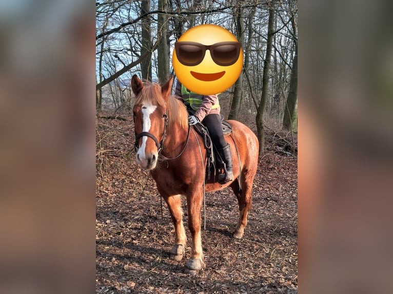 Autres chevaux de trait Jument 5 Ans 157 cm Alezan in Linkenbach