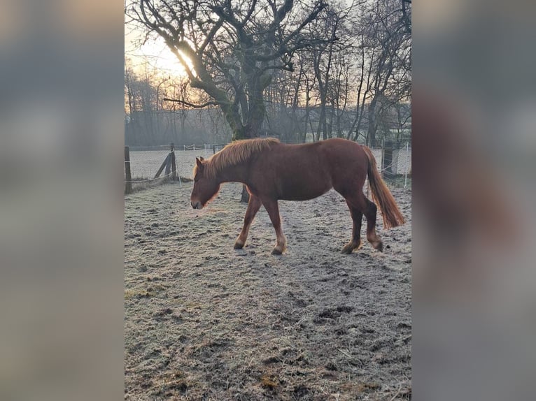 Autres chevaux de trait Jument 5 Ans 157 cm Alezan in Linkenbach