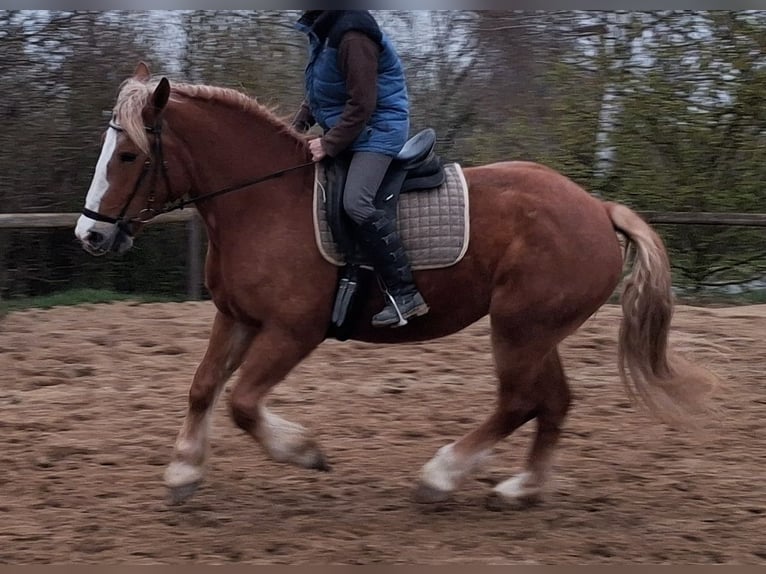 Autres chevaux de trait Jument 5 Ans 160 cm Alezan in Camburg
