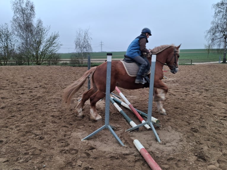 Autres chevaux de trait Jument 5 Ans 160 cm Alezan in Camburg
