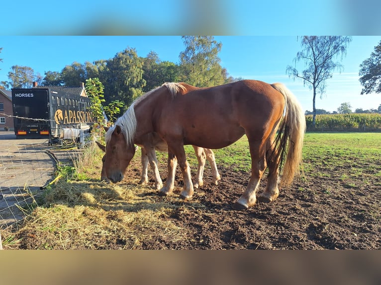 Autres chevaux de trait Jument 5 Ans Alezan in Ulicoten