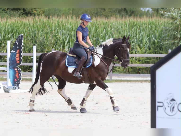 Autres chevaux de trait Jument 6 Ans 150 cm Pinto in Pepingen