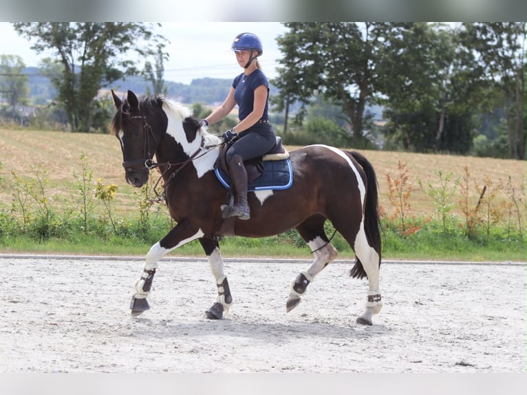 Autres chevaux de trait Jument 6 Ans 150 cm Pinto in Pepingen