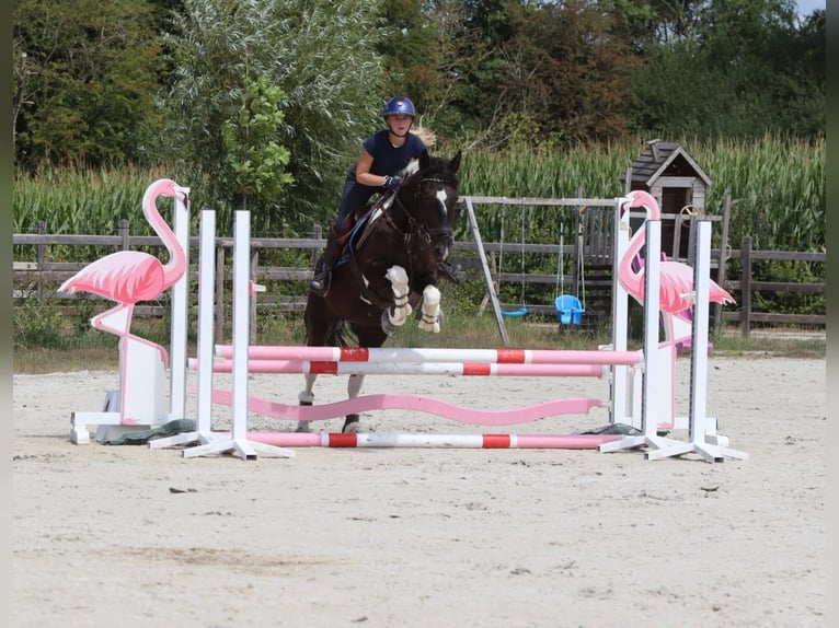 Autres chevaux de trait Jument 6 Ans 150 cm Pinto in Pepingen