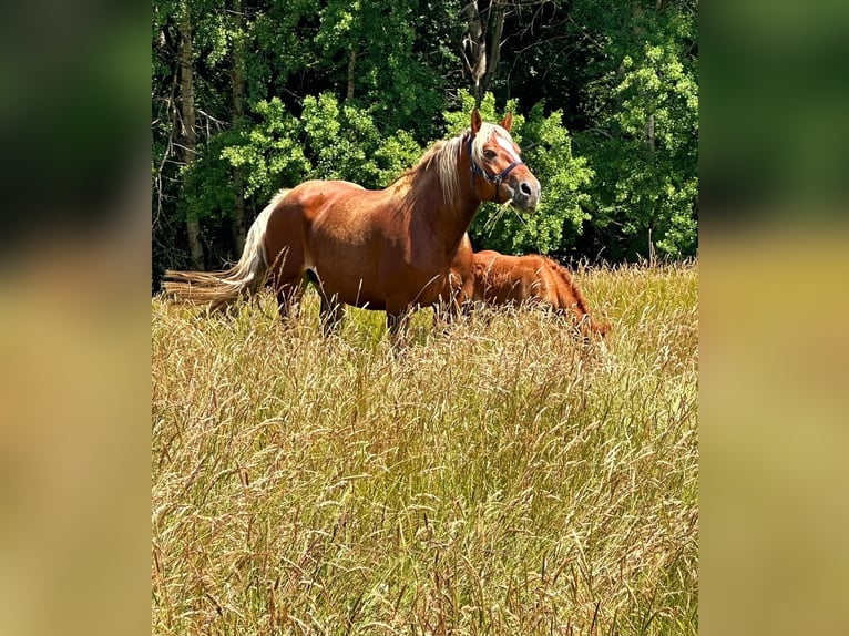 Autres chevaux de trait Jument 6 Ans 160 cm Alezan in Euskirchen