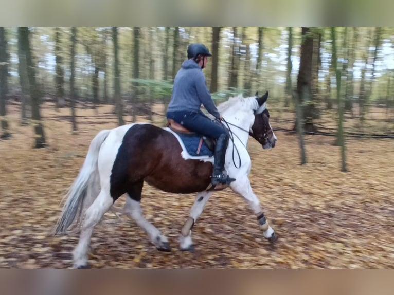 Autres chevaux de trait Jument 6 Ans 160 cm Pinto in Braunschweig