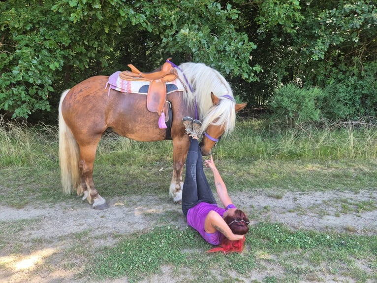 Autres chevaux de trait Jument 6 Ans 165 cm Alezan brûlé in Linkenbach