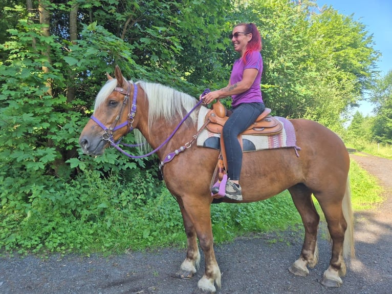 Autres chevaux de trait Jument 6 Ans 165 cm Alezan brûlé in Linkenbach