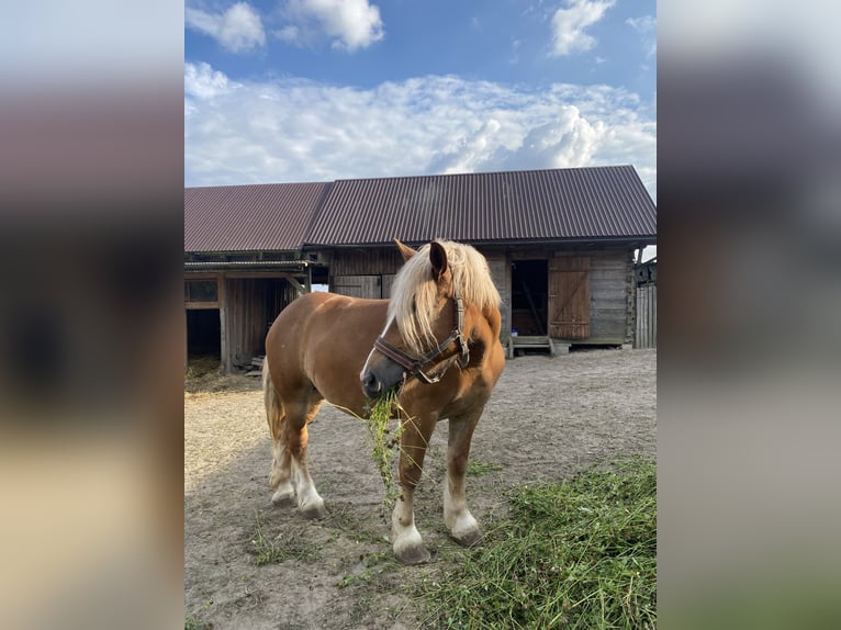 Autres chevaux de trait Jument 6 Ans Alezan in Łuszczacz