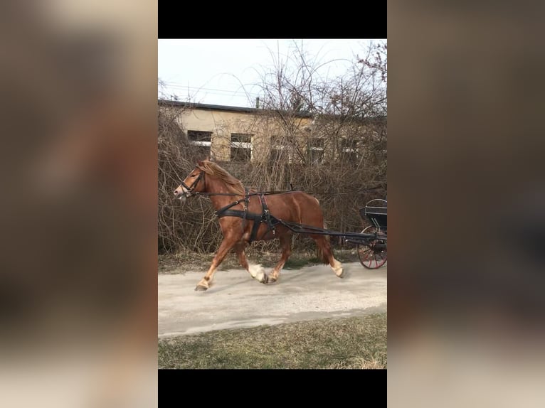 Autres chevaux de trait Jument 7 Ans 150 cm Alezan in Treuenbrietzen