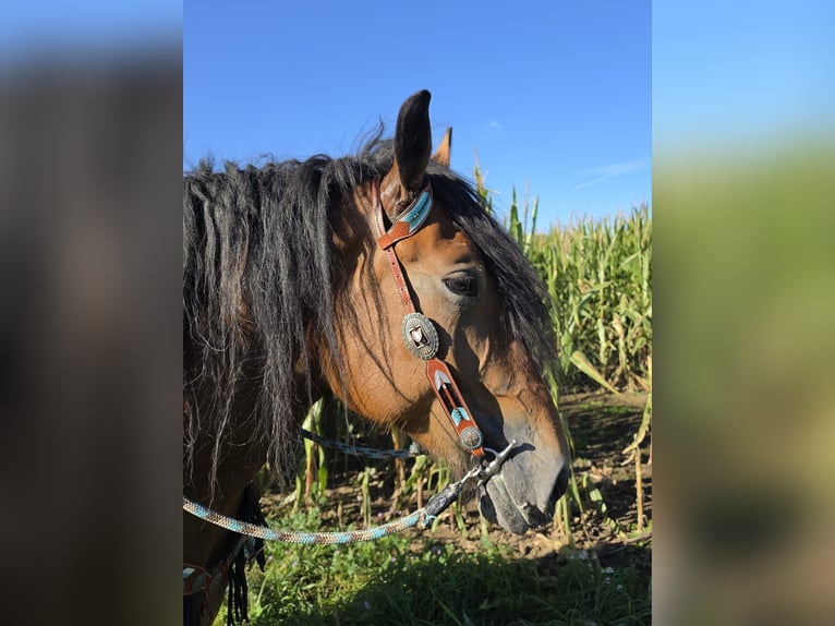 Autres chevaux de trait Jument 7 Ans 154 cm Bai in Linkenbach