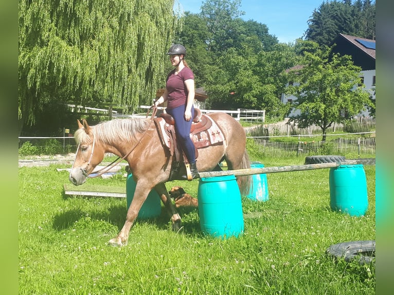 Autres chevaux de trait Jument 7 Ans 157 cm Alezan in Bayerbach