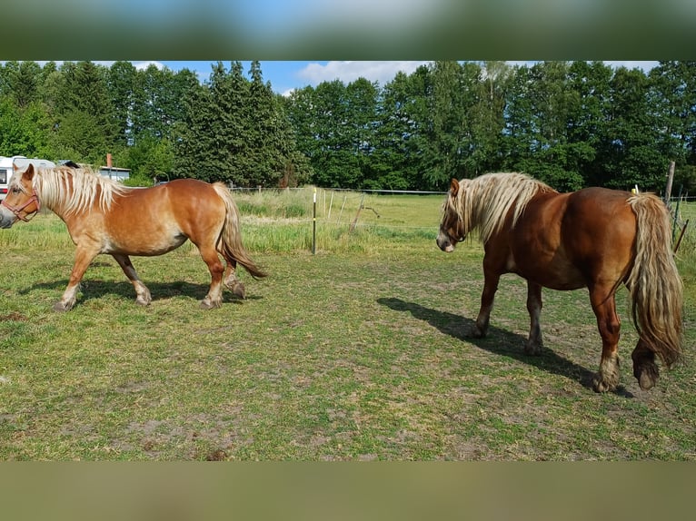 Autres chevaux de trait Jument 7 Ans 160 cm Alezan in Treuenbrietzentr