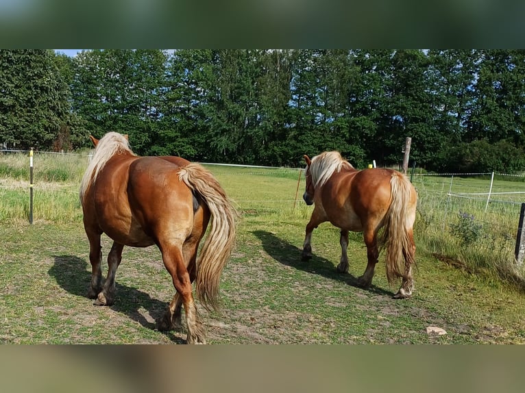 Autres chevaux de trait Jument 7 Ans 160 cm Alezan in Treuenbrietzentr