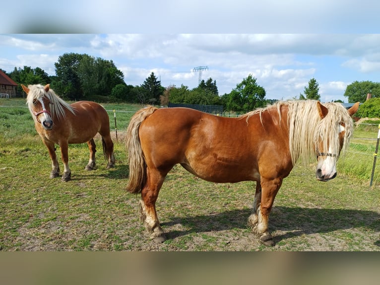 Autres chevaux de trait Jument 7 Ans 160 cm Alezan in Treuenbrietzentr
