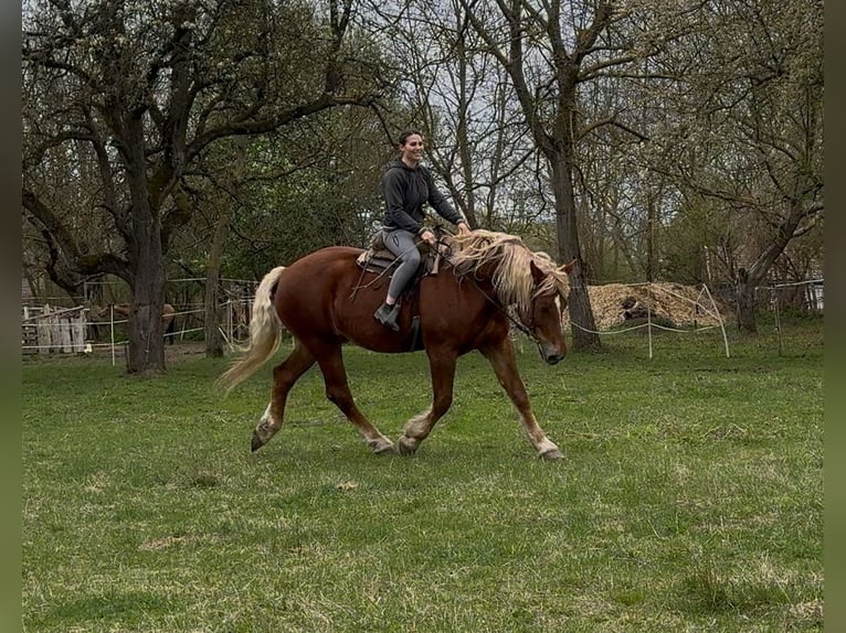 Autres chevaux de trait Jument 7 Ans 168 cm Alezan in Jabing
