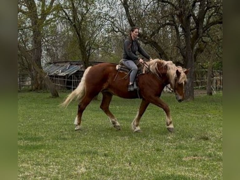 Autres chevaux de trait Jument 7 Ans 168 cm Alezan in Jabing