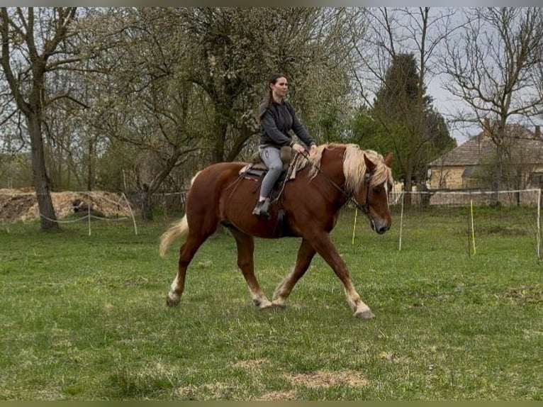 Autres chevaux de trait Jument 7 Ans 168 cm Alezan in Jabing