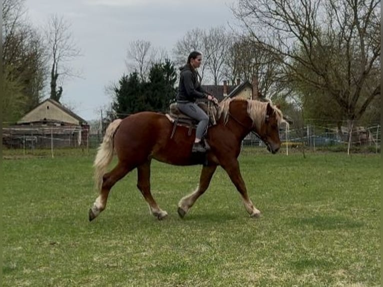 Autres chevaux de trait Jument 7 Ans 168 cm Alezan in Jabing