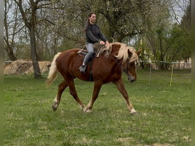 Autres chevaux de trait Jument 7 Ans 168 cm Alezan in Jabing