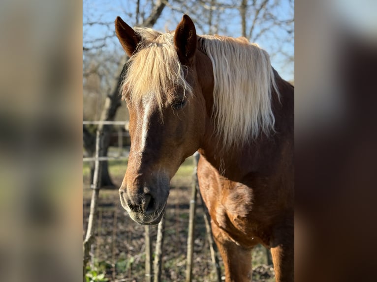 Autres chevaux de trait Jument 7 Ans 168 cm Alezan in Jabing