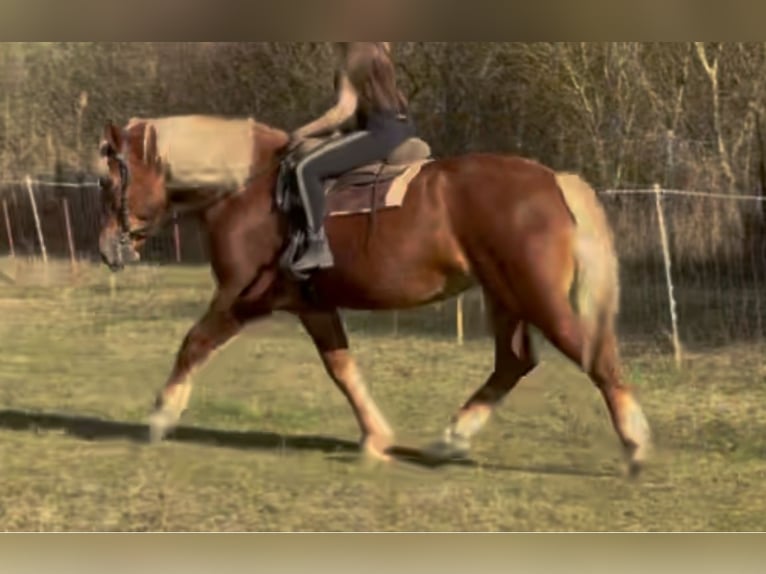Autres chevaux de trait Jument 7 Ans 168 cm Alezan in Jabing