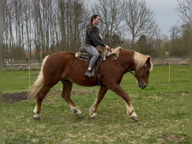 Autres chevaux de trait Jument 7 Ans 168 cm Alezan in Jabing