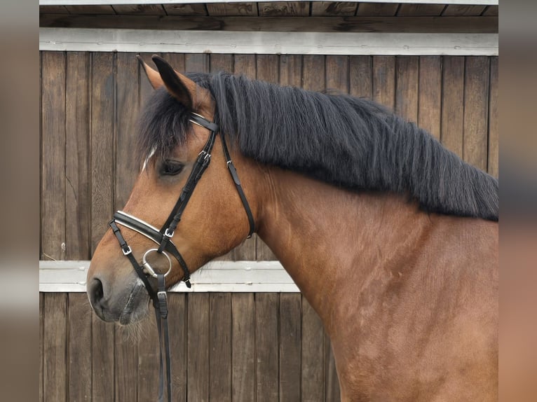 Autres chevaux de trait Jument 8 Ans 160 cm Bai in M&#xFC;lheim an der Ruhr