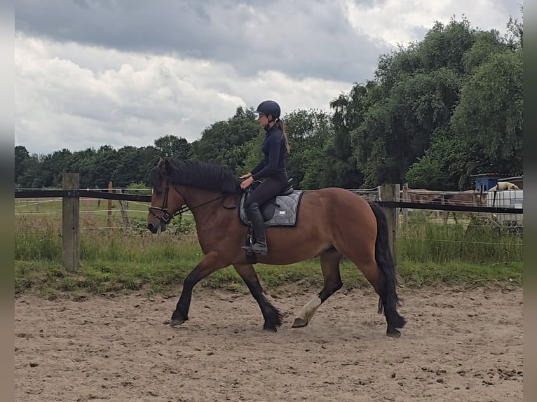 Autres chevaux de trait Jument 8 Ans 160 cm Bai in M&#xFC;lheim an der Ruhr
