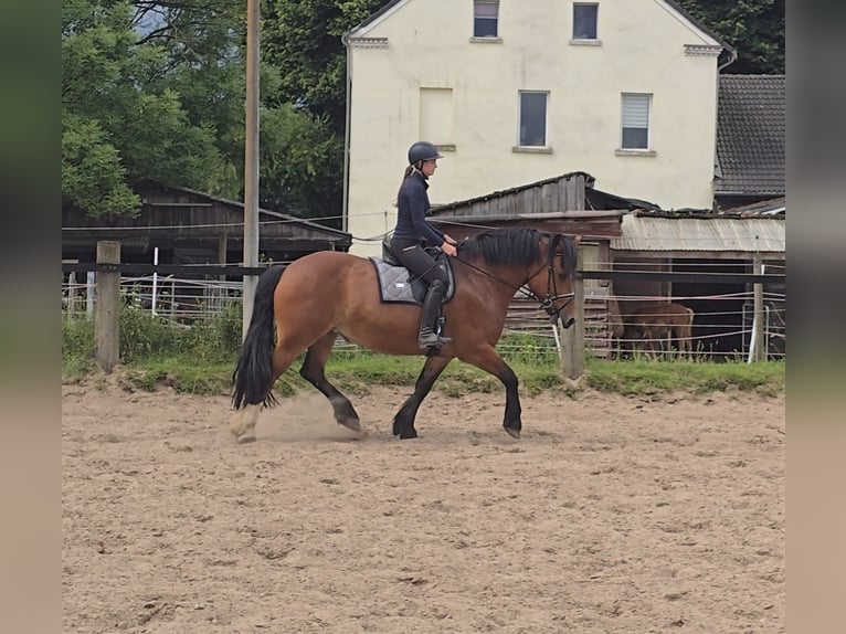 Autres chevaux de trait Jument 8 Ans 160 cm Bai in M&#xFC;lheim an der Ruhr