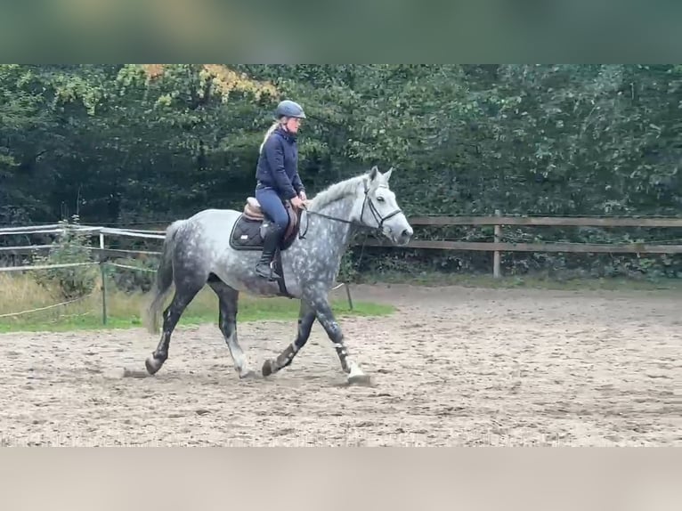 Autres chevaux de trait Jument 8 Ans 160 cm Gris noir in Braunschweig