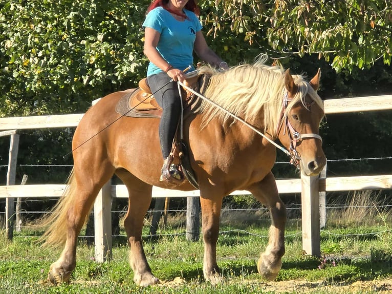 Autres chevaux de trait Jument 8 Ans 163 cm Alezan in Linkenbach